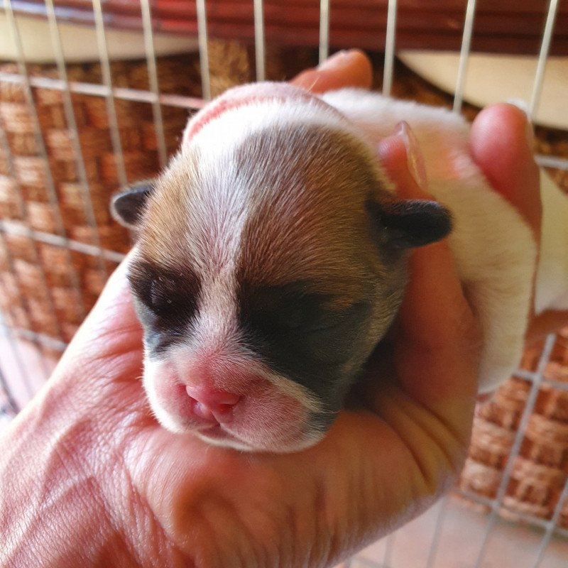 Tess (collier rouge) du Monde d'Olymp Femelle Bouledogue francais