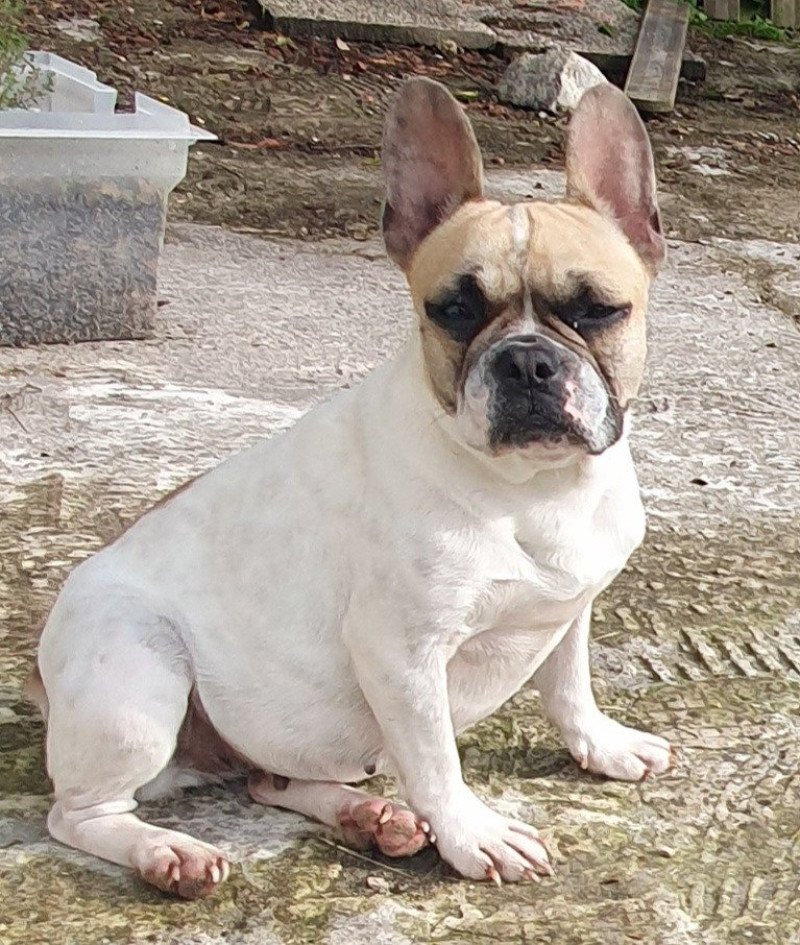 Tess du Monde d'Olymp Femelle Bouledogue francais