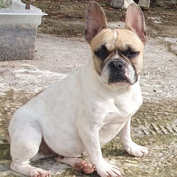 chien Bouledogue francais Caille Fauve Tess Le Monde d'Olymp