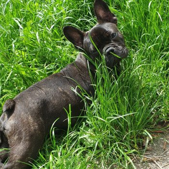 chien Bouledogue francais Noir Ugo Le Monde d'Olymp