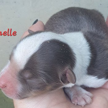 chiot Berger americain miniature Marron Le Monde d'Olymp