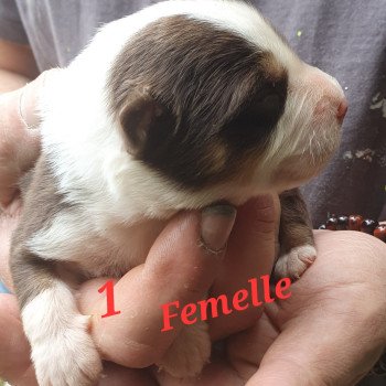 chiot Berger americain miniature Marron Le Monde d'Olymp