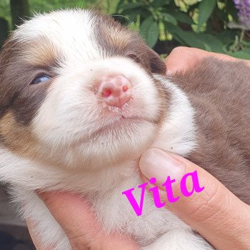 chiot Berger americain miniature Marron Vita Le Monde d'Olymp