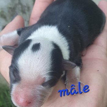 chiot Berger americain miniature Tricolore Le Monde d'Olymp