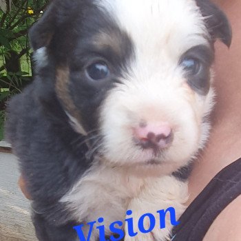 chiot Berger americain miniature Tricolore Vision Le Monde d'Olymp