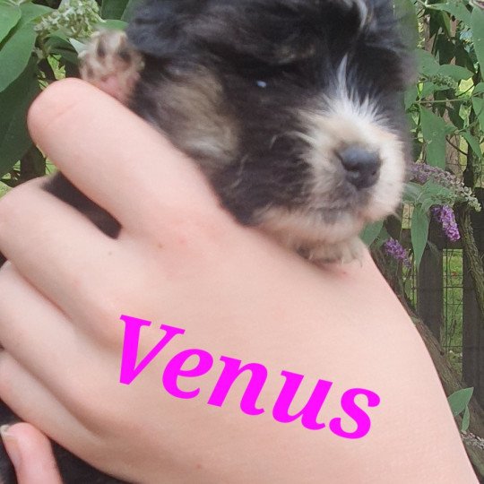 Venus  Femelle Berger americain miniature