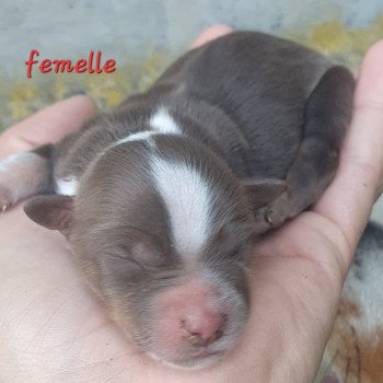 chiot Berger americain miniature Marron Le Monde d'Olymp