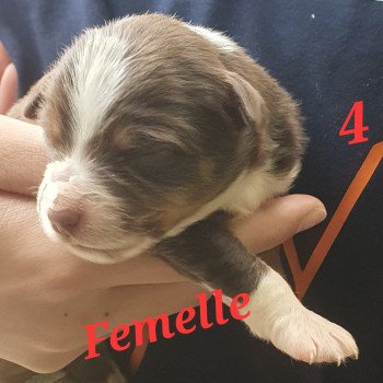 chiot Berger americain miniature Marron Le Monde d'Olymp