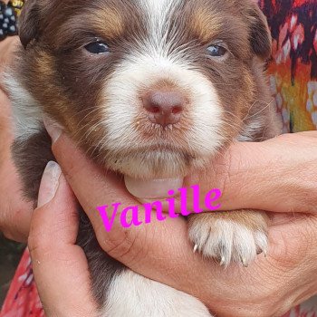 chiot Berger americain miniature Marron Vanille Le Monde d'Olymp