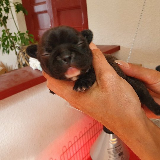 chiot Bouledogue francais Noir Bringé avec Cravate BB5 Le Monde d'Olymp