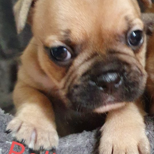 chiot Bouledogue francais Fauve Bellamy Le Monde d'Olymp